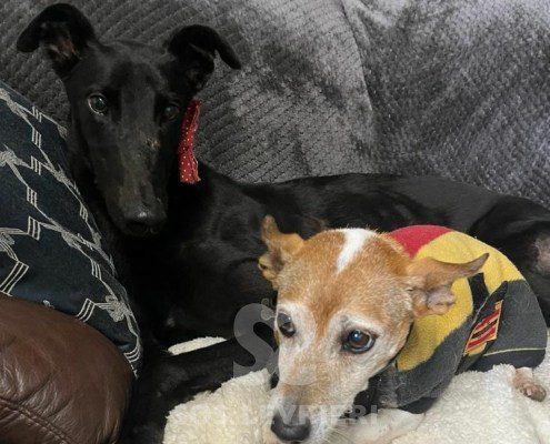 Vincent Greyhound