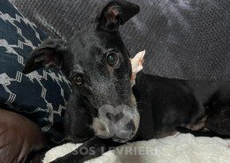 Twiggy Greyhound