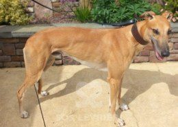 Blake Greyhound