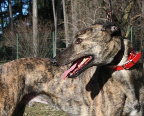 Ermes Greyhound