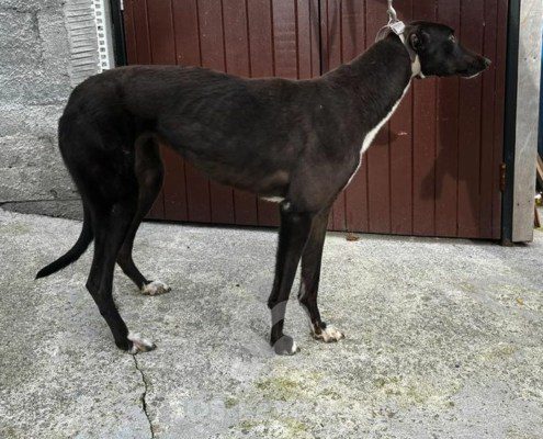 Blumarine Greyhound