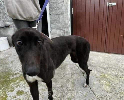 Blumarine Greyhound