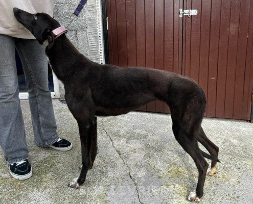 Blumarine Greyhound