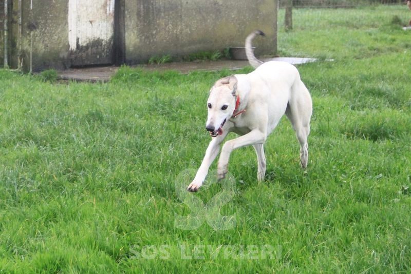Dash Greyhound