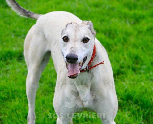 Roxane Greyhound