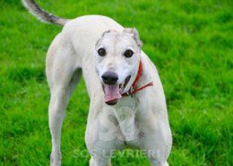 Roxane Greyhound