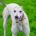 Roxane Greyhound