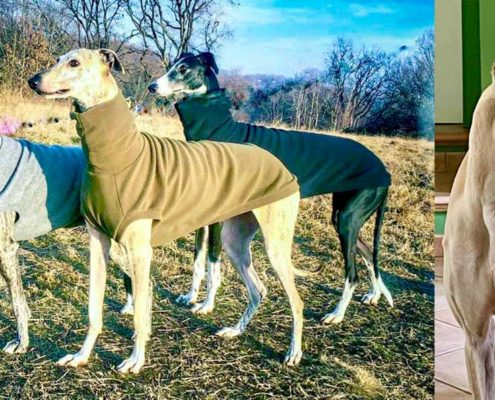 Quattro Galgos spagnoli - Helios, Tormenta, Miel e Lluvia