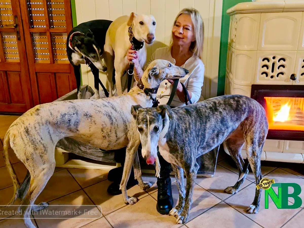 Quattro Galgos spagnoli accolti da Rossana Conti - Foto Catia Ciccarelli e Rossana Conti