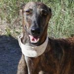 Masie Greyhound