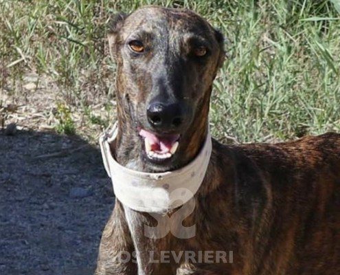 Masie Greyhound