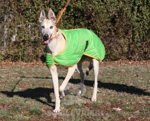 Roxane Greyhound