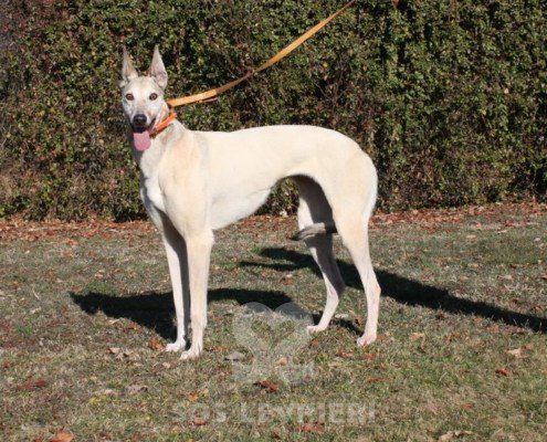 Roxane Greyhound