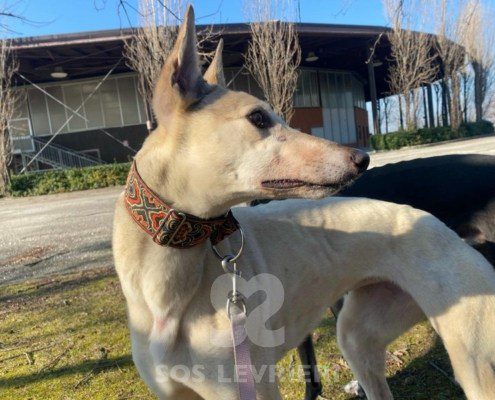 Roxane Greyhound