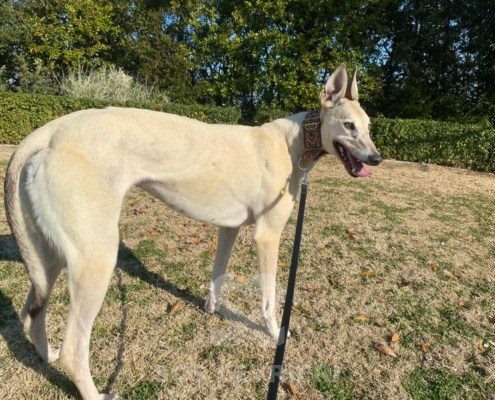 Roxane Greyhound