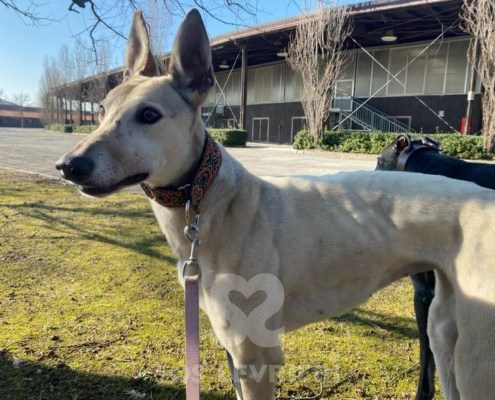 Roxane Greyhound