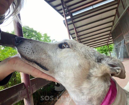 Roxane Greyhound