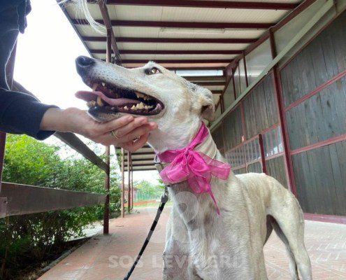 Roxane Greyhound