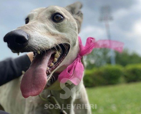 Roxane Greyhound