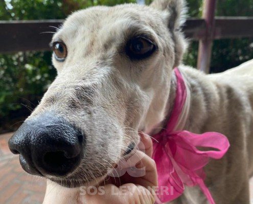 Roxane Greyhound