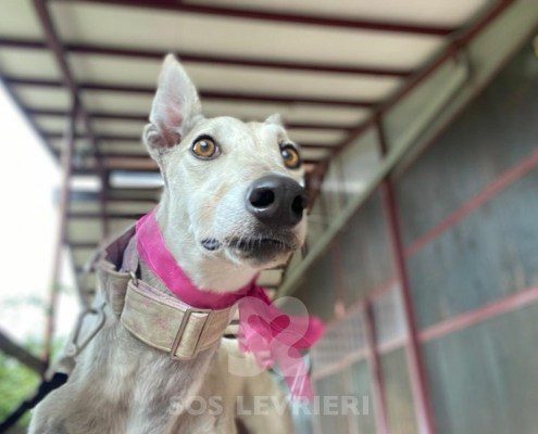Roxane Greyhound