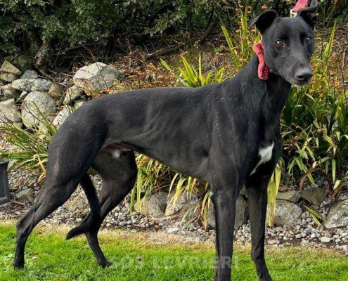 Balfe Greyhound