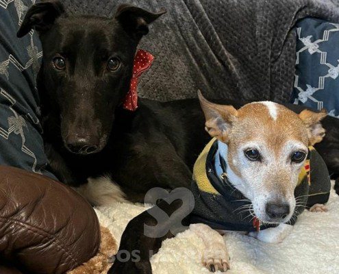 Balfe Greyhound