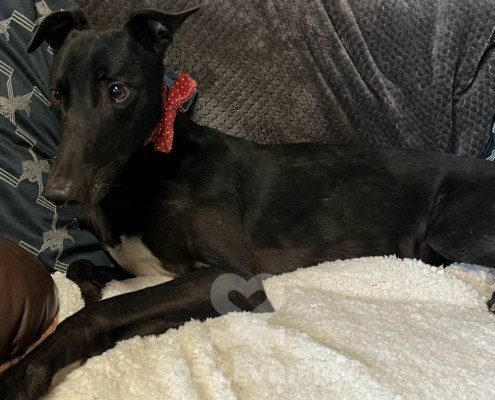 Balfe Greyhound