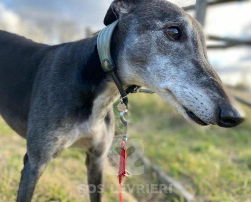 Byron 2 Greyhound