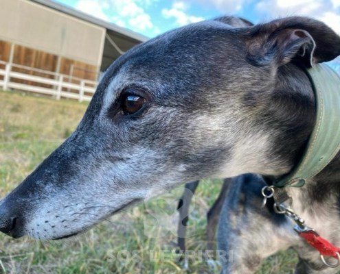 Byron 2 Greyhound