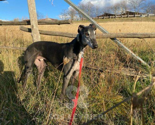 Byron 2 Greyhound