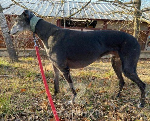 Byron 2 Greyhound