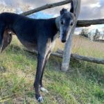 Byron 2 Greyhound