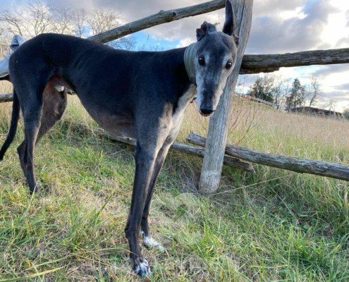 Byron 2 Greyhound