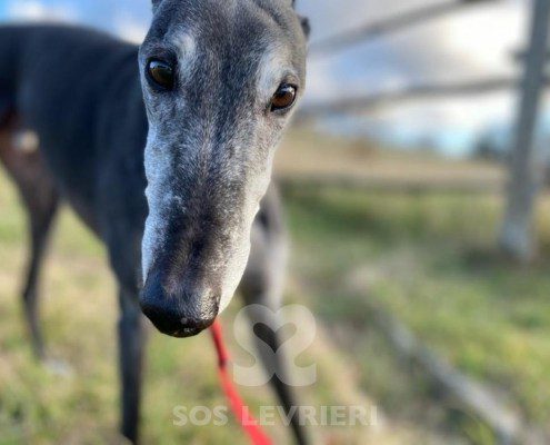 Byron 2 Greyhound
