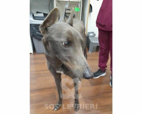 Emrys Greyhound