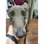 Emrys Greyhound