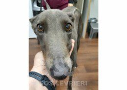 Emrys Greyhound