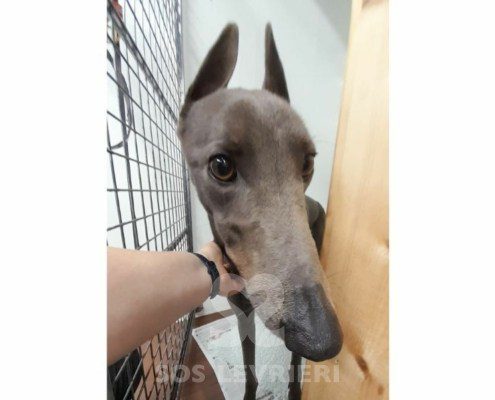 Emrys Greyhound