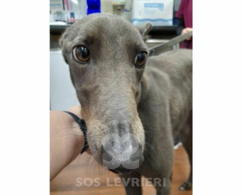 Emrys Greyhound