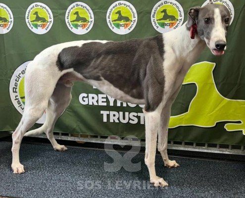 Frosty Greyhound