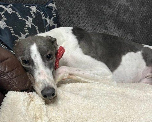 Frosty Greyhound