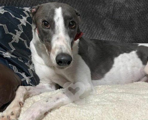 Frosty Greyhound