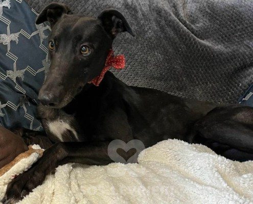 Guru Greyhound