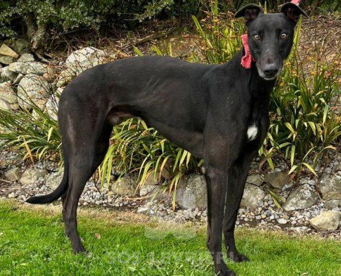Guru Greyhound