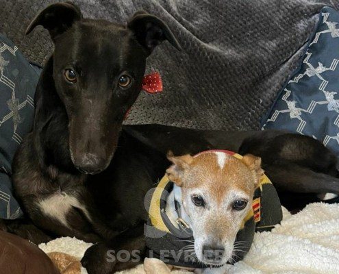 Guru Greyhound