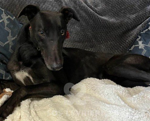 Guru Greyhound