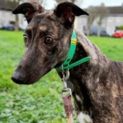 Arrivo Greyhound SOS Levrieri sabato 20 Gennaio 2024