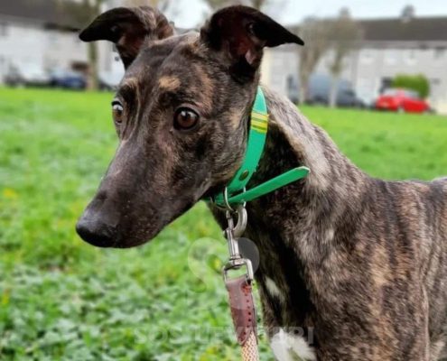 Arrivo Greyhound SOS Levrieri sabato 20 Gennaio 2024