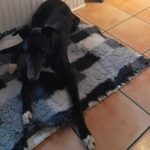 Harry2-Greyhound_11-2